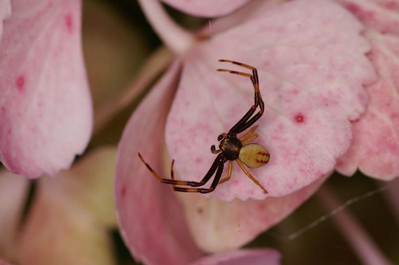 Misumena_vatia_D8281_Z_89_Les Gris_Frankrijk.jpg